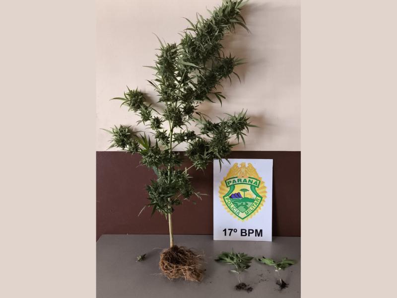 Polícia Militar apreende pés de Cannabis Sativa em quintal de residência no Jardim Três Rios