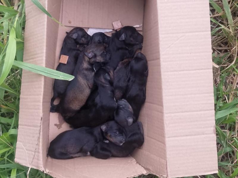 Moradores denunciam abandono e morte de filhotes de cães em terreno do Águas Claras