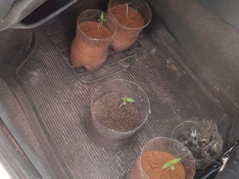Guarda Municipal de Campo Largo apreende pés de maconha cultivados em carro com problemas mecânicos 