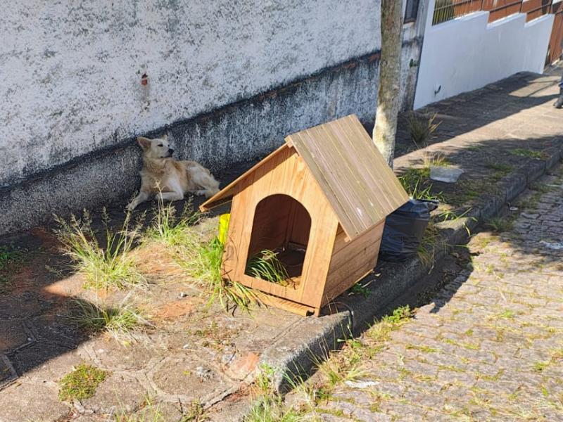 Guarda Municipal de Campo Largo resgata cão vítima de maus-tratos em via pública 