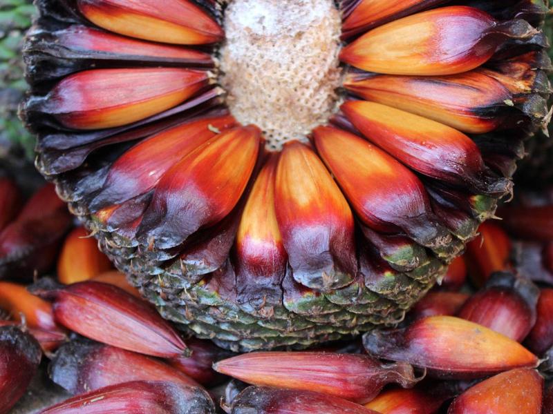 Temporada do pinhão começa nesta terça-feira (01) e IAT reforça regras para comercialização