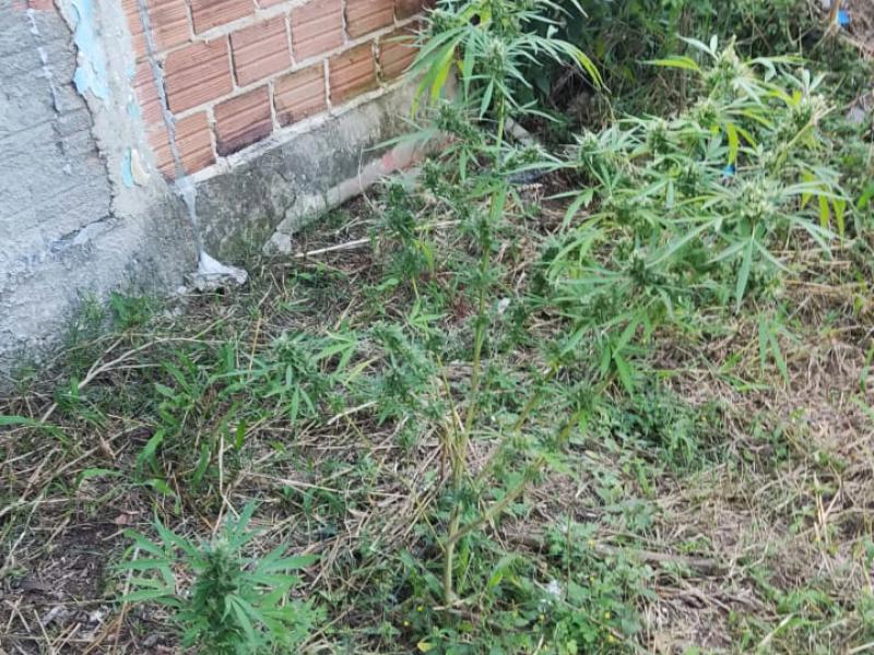 Polícia Militar apreende plantas de maconha em residência de Balsa Nova