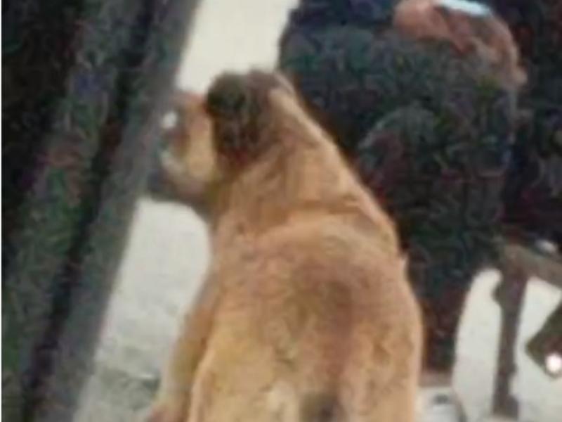 Cães voltam a atacar no Terminal Urbano e Prefeitura diz que animais serão retirados do local