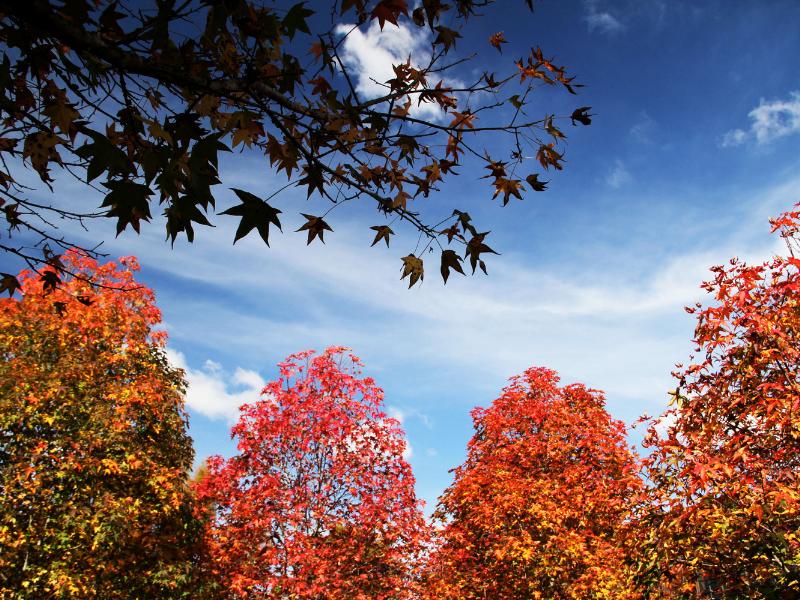 Outono terá temperaturas mais amenas do que 2024 e chuva abaixo da média no Paraná