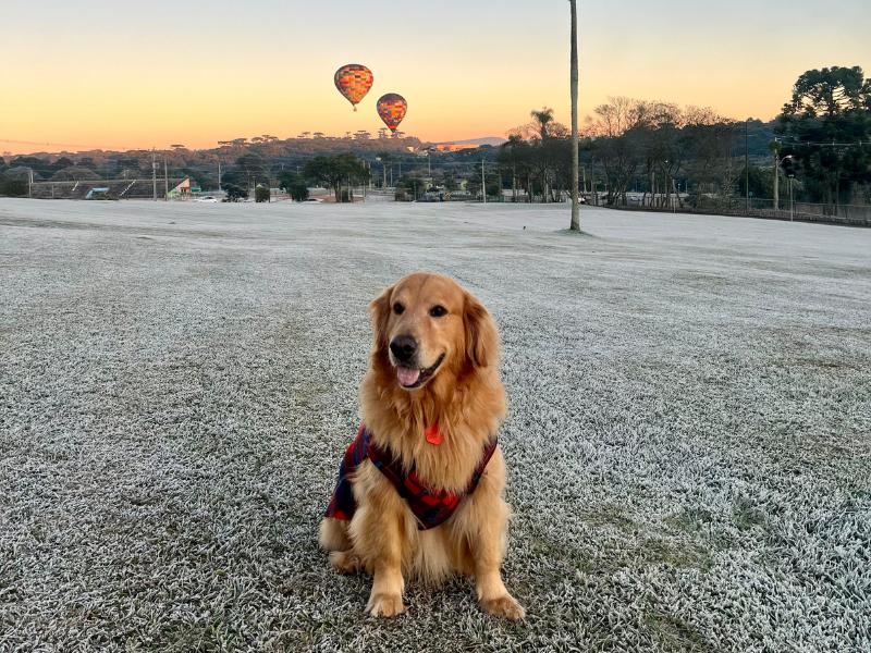 Geada intensa em Campo Largo transforma paisagens em diversos bairros da cidade