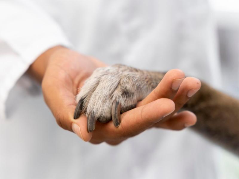 Prefeitura alerta sobre a guarda responsável de animais e a importância do microchip