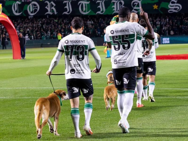 Cães da SOS 4 Patas entram em campo com jogadores do Coritiba para promover campanha do Setembro Caramelo