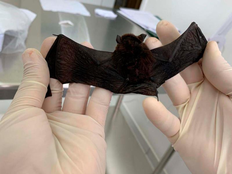 Alerta sanitário reforça prevenção contra morcegos e acidentes com cobras