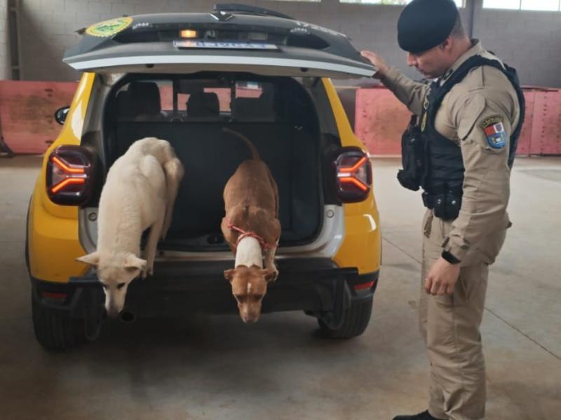 Polícia Militar resgata cães em situação grave de maus-tratos em Balsa Nova
