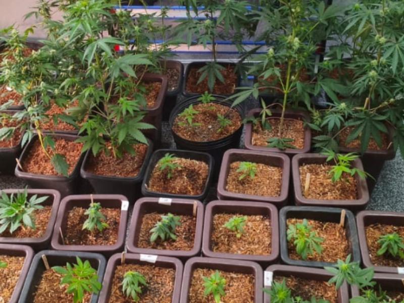 Casal é preso por cultivo e suspeita de tráfico de maconha em Campo Largo