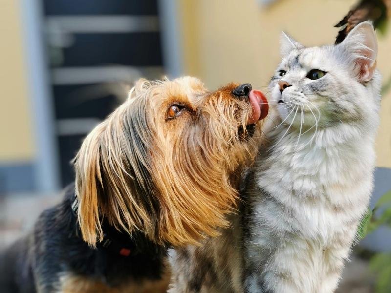 Vet-Móvel Paraná terá atendimento veterinário gratuito para cães e gatos na próxima sexta-feira (07)