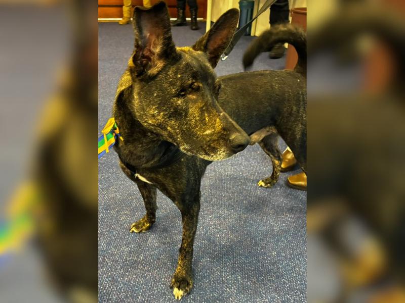 Projeto de Lei “Cão Abacate” é aprovado e prevê multas de até R$ 30 mil para casos graves de maus-tratos contra animais