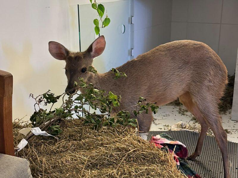 Veado-catingueiro sobrevive a atropelamento na BR-277 e se recupera após tratamento veterinário