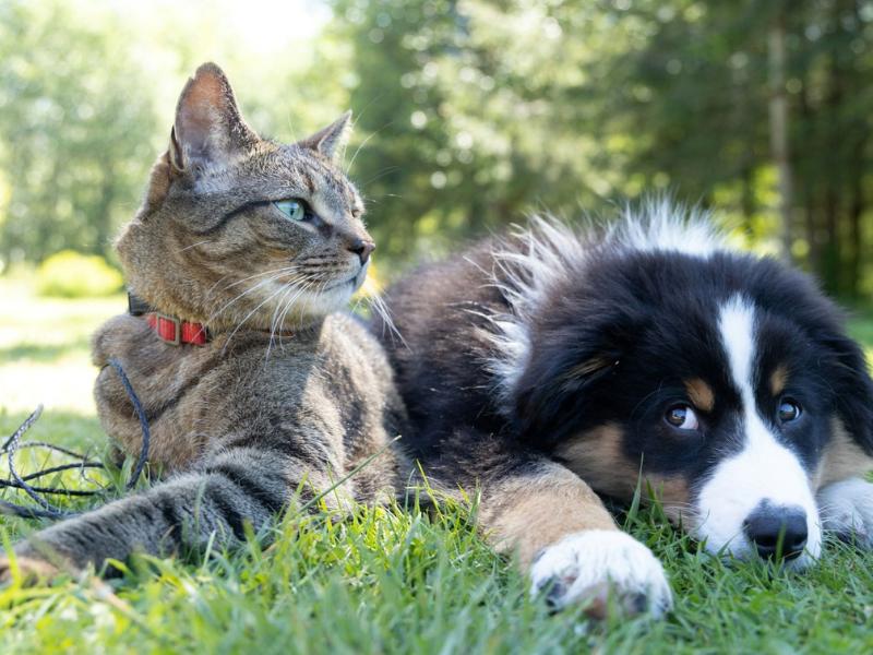 Campo Largo tem mais de 87 mil animais domésticos, mostra pesquisa de estimativa de população canina e felina