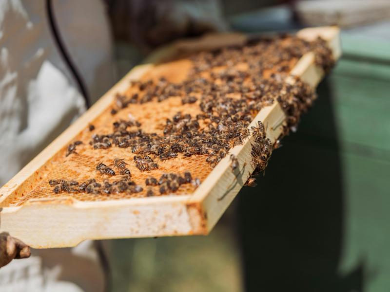 Projeto com abelhas sem ferrão chega a escolas de Campo Largo e Balsa Nova