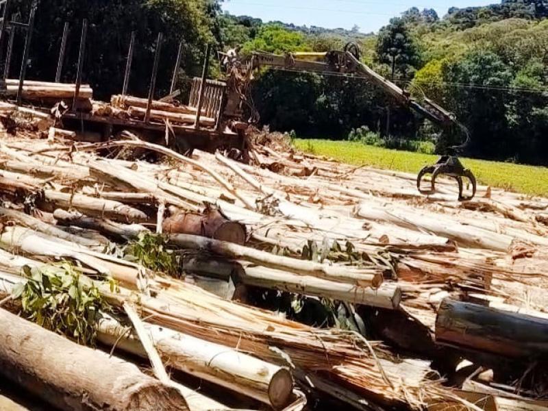  N Madeiras oferece avaliação de área e negociação com transparência para produtores de pinus e eucalipto 