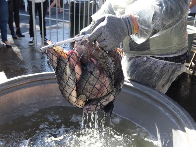 Prefeitura de Campo Largo abre chamamento de piscicultores para Feira do Peixe 2026