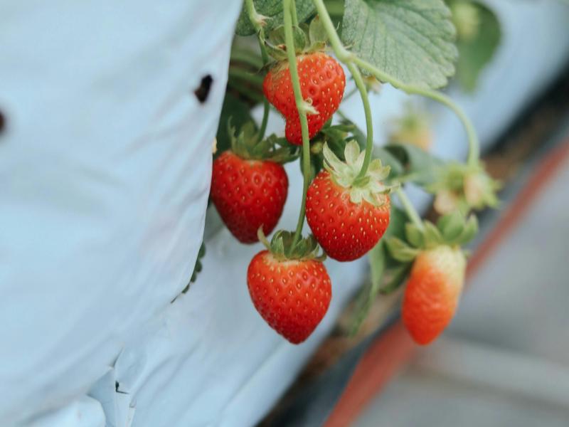 Produtores de morango atendidos pela ATeG em Campo Largo buscam certificação